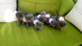 Британска късокосместа котка / British shorthair cat, снимка 6
