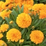 Coreopsis grandiflora Golden Sphere (Кореопсис), снимка 1