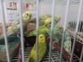 Продавам вълнисти папагали, снимка 4