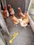 Продавам домашни яйца, снимка 3