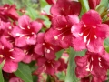 🌺🌺🌺🌺 Вайгела 🌹🌹🌹🌹, снимка 1