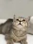 Шотландски котенца, снимка 6