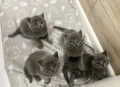 Британски котета, снимка 5