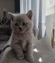 Британски късокосмести котета, снимка 1