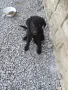 🐶 Продавам прекрасно кученце! 🐶 Търсят своя нов, любящ дом! ❤️  здраво, игриво момиче!, снимка 8
