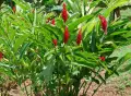 Джинджифил – разсад (Zingiber officinale), снимка 2