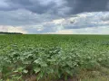 58.2 дка земеделска земя с 100 лв/дка рента – инвестиционен пакет, снимка 1