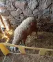 Продавам заплодена овца, снимка 1