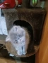 Продавам персийски женски котета, снимка 2