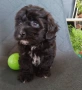 Shih poo/Mini poodle , снимка 7