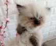 Коте Регдол, снимка 2