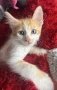 Подаряваме 3 прекрасни домашни котенца ❤️, снимка 3