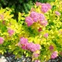 Японска спирея Голден принцес, Spiraea japonica Golden princess, снимка 4