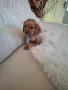 кокер шпаньолчета, снимка 2