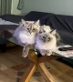 Невска маскарадна котка , снимка 4