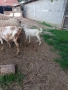 продавам две ярета, снимка 3