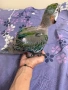 Бебе Ара Арлекин, снимка 5