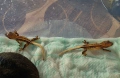 Ресничест бананояден гекон (Rhacodactylus ciliatus), снимка 12
