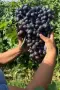 🍇 Продавам десертно грозде „Великан“ 🍇 , снимка 3
