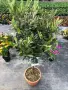 Olea europaea Topiary-Европейска маслина, снимка 2