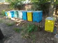 Пчелни семейства / кошери / пчели, снимка 3