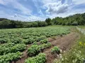 Продаваме картофи сорт „Сорая“ – фракция чипс (среден размер), снимка 2