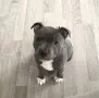 Бебе Pitbull Terrier , снимка 4