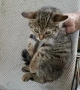 Подарявам малко котенце, снимка 3