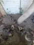 продавам белгийски овчарки, снимка 1