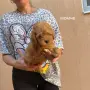 Мини пуделчета момче и момиче, снимка 4