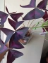 Оксалис, детелина, Oxalis triangularis, снимка 3