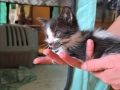 Малки котенца търсят дом, снимка 10