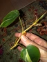 Резник philodendron Rio , снимка 2