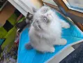 Персийски котенца , снимка 14