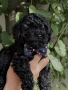Той пудел/Toy poodle/Чистокръвни той пуделчета (черни и ред/априкот), снимка 2