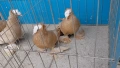 Саксонски свещеници, снимка 2
