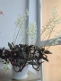 Лудизия скъпоценна орхидея Ludisia Discolor , снимка 2