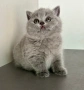 Мъжко чистокръвно британско котенце, снимка 3