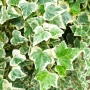 Бръшлян Бяло чудо, Hedera helix White Wonder, студоустойчив, снимка 1