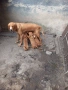 Жълто алесто гонче , снимка 2