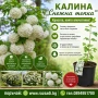 Калина "Снежна топка" - разсад, снимка 1