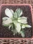 Рядка Вариегатна Хавортия (Haworthia retusa f. variegata) – Колекционерска, снимка 5