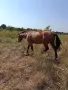 Мъжки кон на три години и половина ждребец, снимка 5
