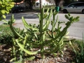 Еуфорбия Euphorbia lactea, снимка 4