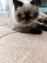 шотландско коте, снимка 2