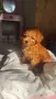 Той пудел Toy poodle, снимка 6
