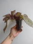 Еписция, episcia Jim's rose garden, снимка 2