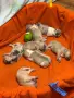 Френски  булдог, снимка 4