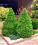 🌲🌲🌲 Picea glauca 'Conica' – Декоративен смърч Коника (джудже), снимка 3