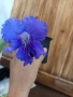 Стрептокарпус. , снимка 6